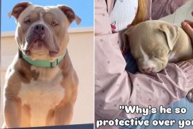 Dog Is Protective of Mom Because She Watched Over Him When He Was a Pup