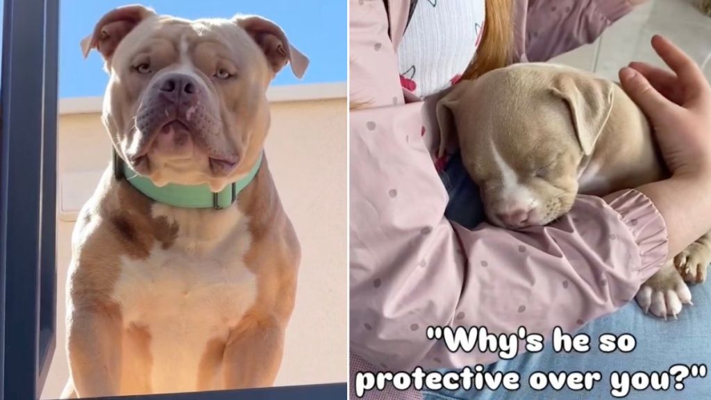 Dog Is Protective of Mom Because She Watched Over Him When He Was a Pup