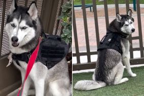 Dog Has a Very Specific Reason to Go to the Park & You Won’t Believe It
