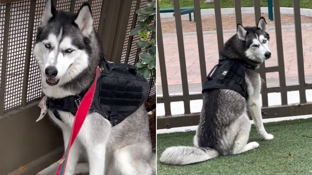 Dog Has a Very Specific Reason to Go to the Park & You Won’t Believe It