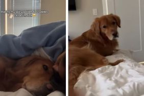 Golden Retriever Gets up Right Away to Cuddle Mom Because She’s Sick