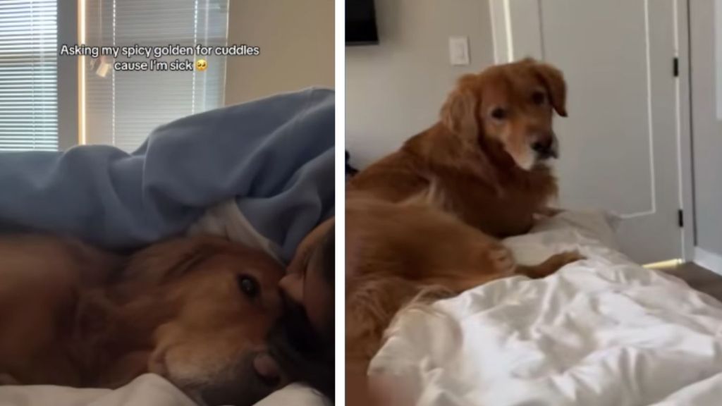Golden Retriever Gets up Right Away to Cuddle Mom Because She’s Sick