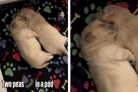 Owner Shows Little Puppies Sleeping Like ‘Two Peas in a Pod'