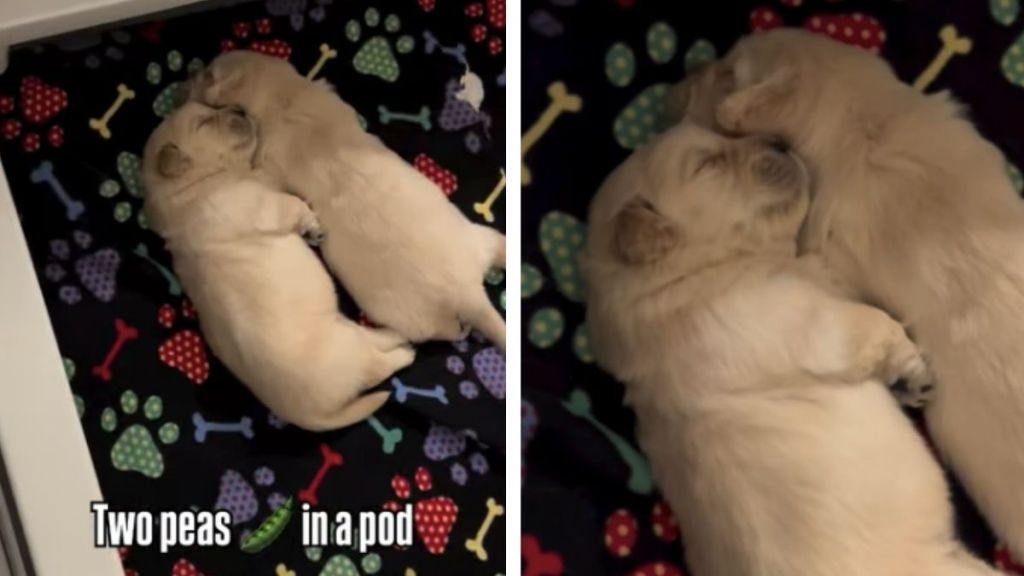 Owner Shows Little Puppies Sleeping Like ‘Two Peas in a Pod'