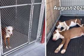 Barron Trump’s favorite podcaster, Theo Von, recently slammed Donald Trump over his attacks on Iran during a podcast conversation. He questioned how the war benefits the common man, calling the president's decision beyond his understanding. He also claimed that he feels the president may have been compromised by Israel. These comments came amid the United States and Iran’s two-week ceasefire deadline, which is approaching its end. Theo Von slams Donald Trump's attack on Iran During an episode of This Past Weekend with Theo Von, the host called out Donald Trump for his attacks on Iran, calling it "diabolical." Considering the situation, deeply disturbing to make sense of, he questioned, "What American is this helping? What regular person is this helping? I just don’t know. I don’t understand.” He also found the latest developments "sick" and "baffling." He elaborated, "And it feels like he’s just been compromised by Israel, by this dark government over there. And I don’t know. It’s f****** dark. It’s dark" (via The Independent). Recently, Donald Trump revealed that he is extending the ceasefire with Iran, as the deadline appeared to be approaching on Wednesday. He revealed that he was waiting for a “unified proposal" from Tehran. His latest announcement contradicts what he said earlier about the deal. Previously, he warned that he won't extend the ceasefire if a deal isn't finalized by then. As the conflict situation develops with each passing day, Trump's occasional outbursts have also driven immense attention and criticism. For instance, ahead of the 2-week deal, Trump gave Iran 48 hours to decide on the reopening of the Strait of Hormuz, otherwise warning of deadly Shelter Dog Abandoned as a Baby & Then Returned Gets His Happy Ending.