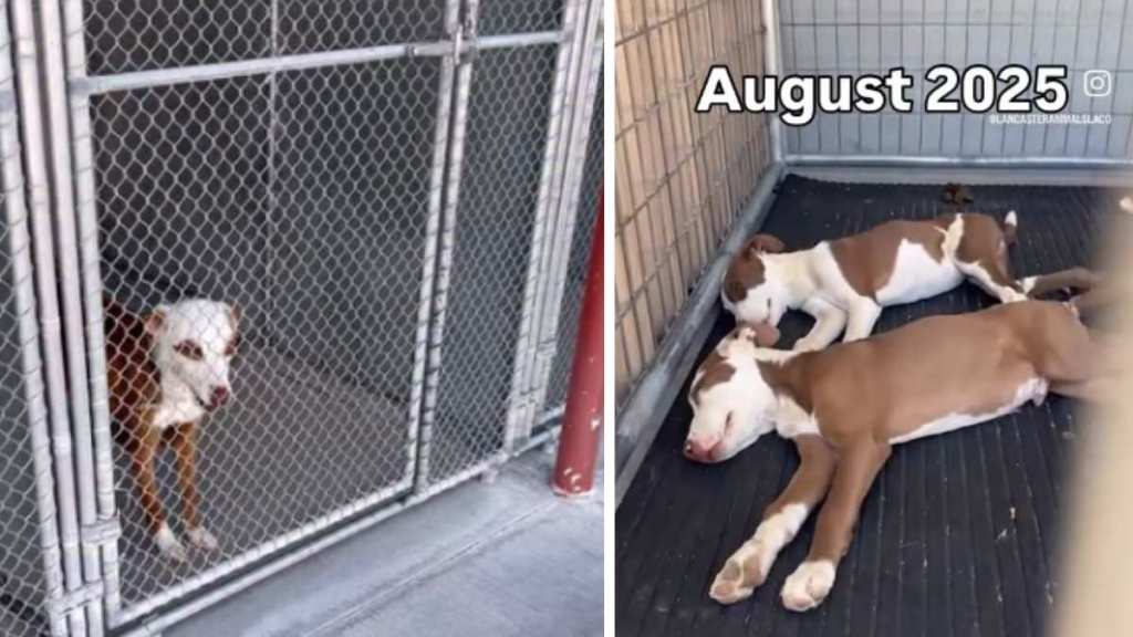 Barron Trump’s favorite podcaster, Theo Von, recently slammed Donald Trump over his attacks on Iran during a podcast conversation. He questioned how the war benefits the common man, calling the president's decision beyond his understanding. He also claimed that he feels the president may have been compromised by Israel. These comments came amid the United States and Iran’s two-week ceasefire deadline, which is approaching its end. Theo Von slams Donald Trump's attack on Iran During an episode of This Past Weekend with Theo Von, the host called out Donald Trump for his attacks on Iran, calling it "diabolical." Considering the situation, deeply disturbing to make sense of, he questioned, "What American is this helping? What regular person is this helping? I just don’t know. I don’t understand.” He also found the latest developments "sick" and "baffling." He elaborated, "And it feels like he’s just been compromised by Israel, by this dark government over there. And I don’t know. It’s f****** dark. It’s dark" (via The Independent). Recently, Donald Trump revealed that he is extending the ceasefire with Iran, as the deadline appeared to be approaching on Wednesday. He revealed that he was waiting for a “unified proposal" from Tehran. His latest announcement contradicts what he said earlier about the deal. Previously, he warned that he won't extend the ceasefire if a deal isn't finalized by then. As the conflict situation develops with each passing day, Trump's occasional outbursts have also driven immense attention and criticism. For instance, ahead of the 2-week deal, Trump gave Iran 48 hours to decide on the reopening of the Strait of Hormuz, otherwise warning of deadly Shelter Dog Abandoned as a Baby & Then Returned Gets His Happy Ending.