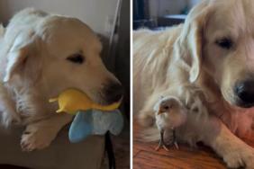 Golden Retriever Whines, but His Mood Changes After Meeting the Babies