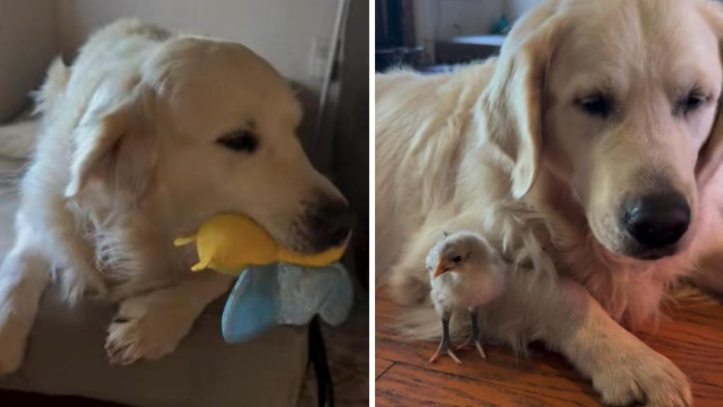 Golden Retriever Whines, but His Mood Changes After Meeting the Babies