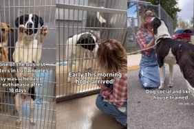 Shelter Dog on Limited Time Becomes a Life Worth Fighting For