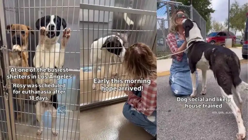 Shelter Dog on Limited Time Becomes a Life Worth Fighting For