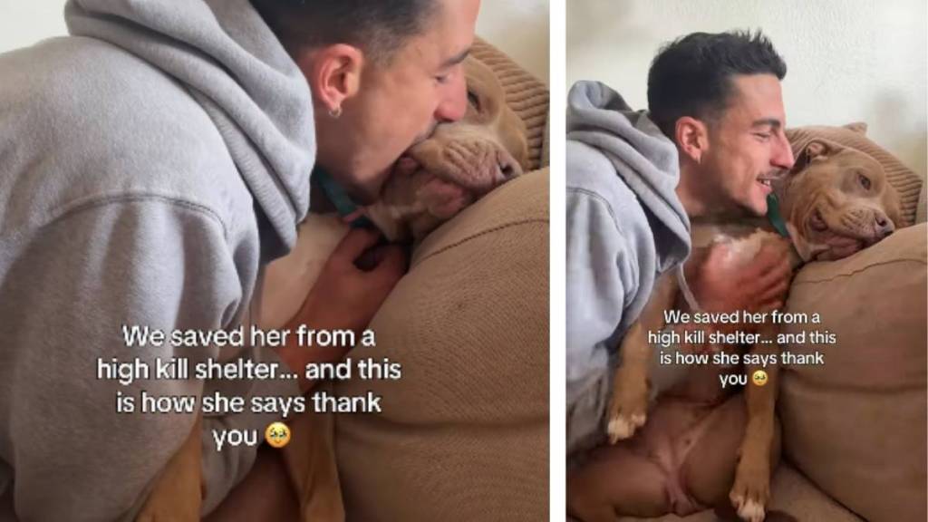 Rescue Dog Saved From Shelter Finds New Life & Thanks Dad With Kisses