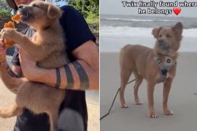 Rescue Dog Finds Forever Home After Being Lost & Living on the Streets