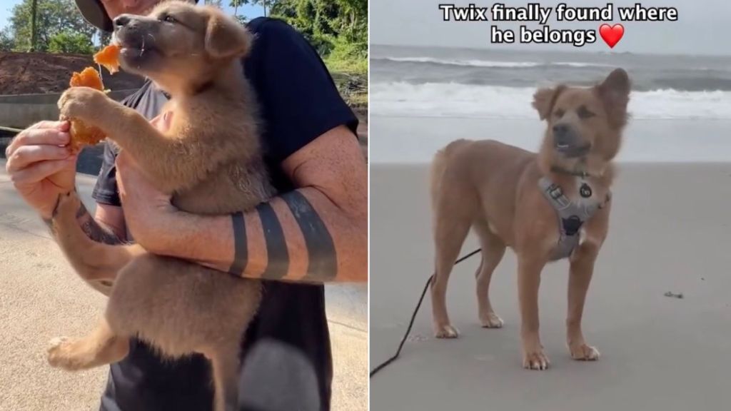 Rescue Dog Finds Forever Home After Being Lost & Living on the Streets