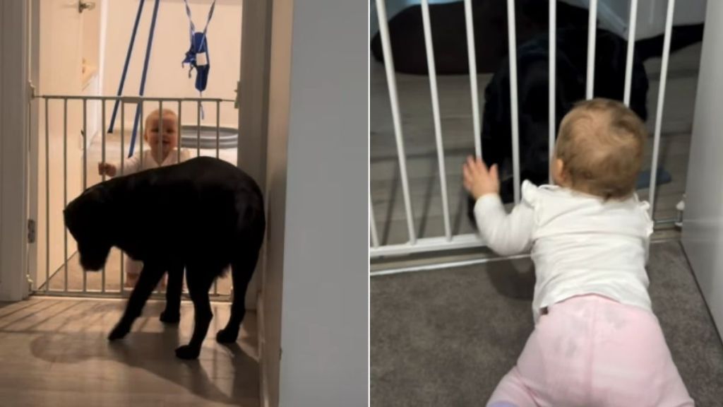 Labrador Gently Greeting Little Girl With Happy Tail Wags Is Pure BFF Energy