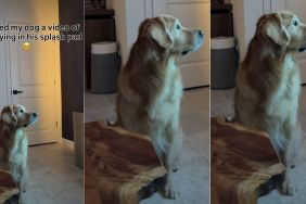 Golden Retriever Watching Himself Playing on TV Is Adorable