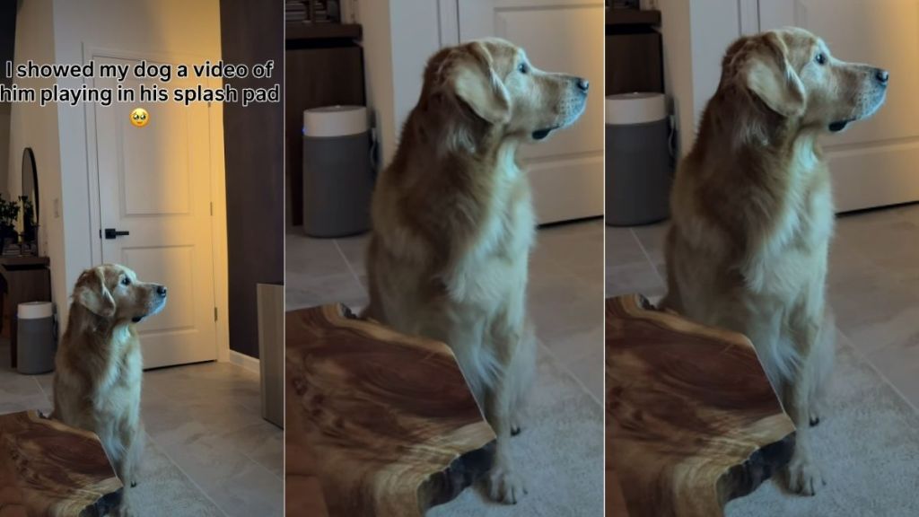 Golden Retriever Watching Himself Playing on TV Is Adorable