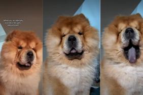 Owner Shows Chow Chow Never Being Late for Meal Time