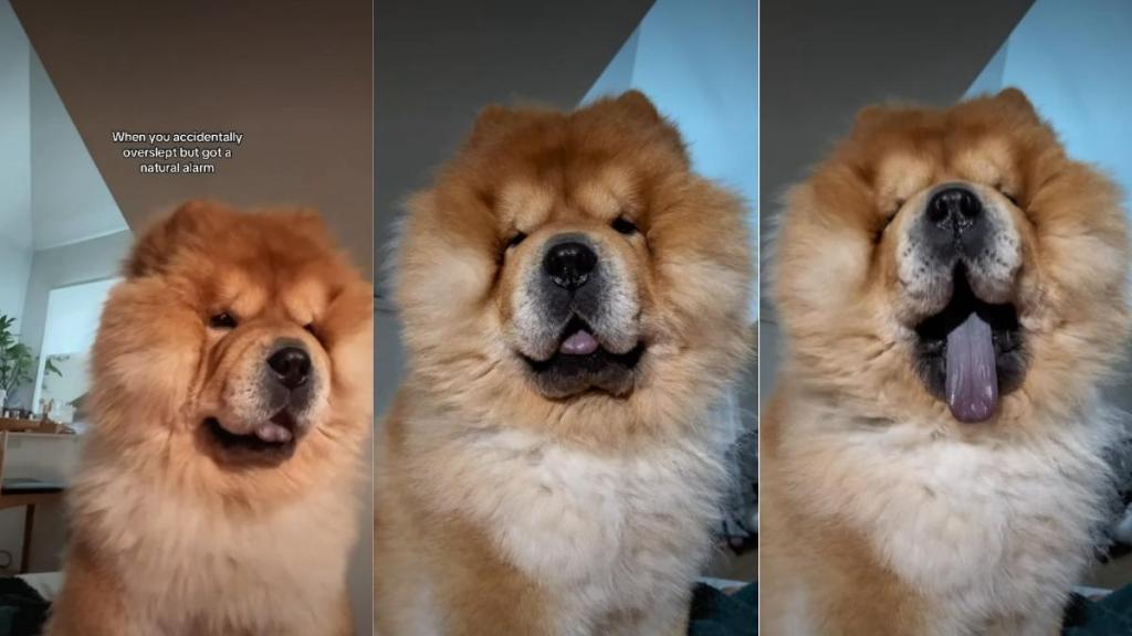 Owner Shows Chow Chow Never Being Late for Meal Time