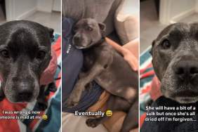 Dog’s Clearly ‘Disappointed’ in Dad for Not Turning off Rain