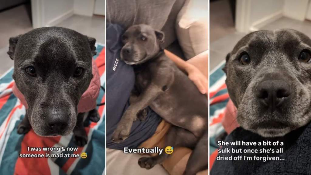 Dog’s Clearly ‘Disappointed’ in Dad for Not Turning off Rain
