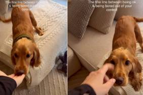 Owner Captures Puppy Being Upset With Her Bed