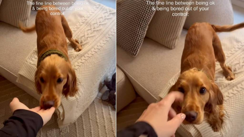 Owner Captures Puppy Being Upset With Her Bed