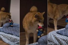 Dog Gives Side Eye to Owner for Misplacing His Toy