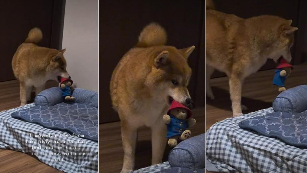Dog Gives Side Eye to Owner for Misplacing His Toy