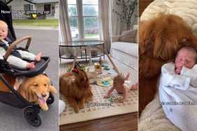 Golden Retrievers Aren’t Replaced by Baby but Turn Into Protectors & So Much More