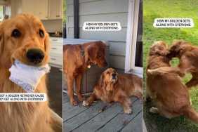 Golden Retriever Has a Unique Way of Getting Along With Everyone