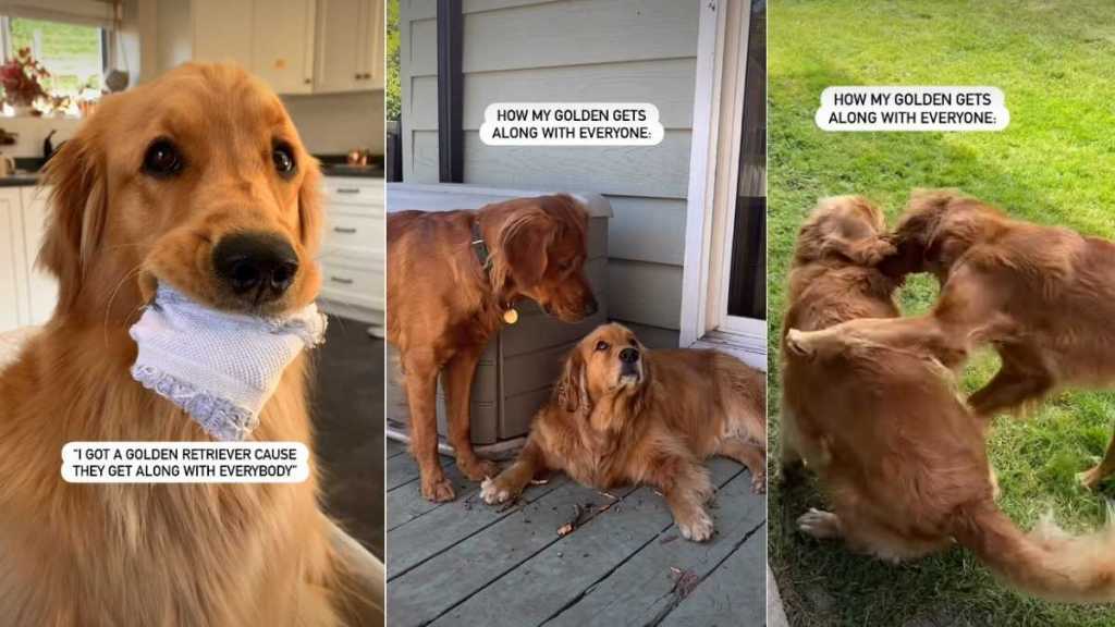 Golden Retriever Has a Unique Way of Getting Along With Everyone