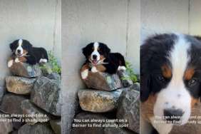 Puppy Finds Perfect ‘Cool Rock’ To Take a Nap