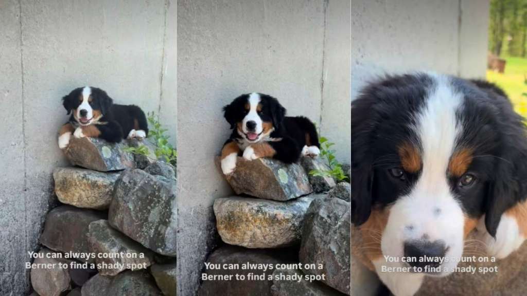 Puppy Finds Perfect ‘Cool Rock’ To Take a Nap