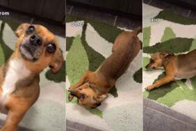 Dog Shows How Beautiful She Is Right After Waking Up