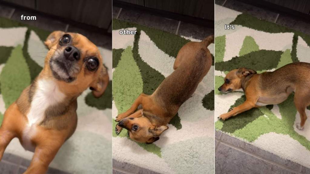 Dog Shows How Beautiful She Is Right After Waking Up