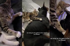This Dog & Cat Have the Kind of Bond You Read About in Books