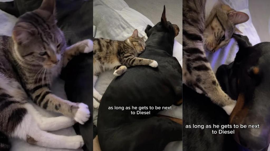 This Dog & Cat Have the Kind of Bond You Read About in Books