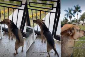 Rescue Dog's 'First Encounter With Horse' Is Unexpectedly Adorable
