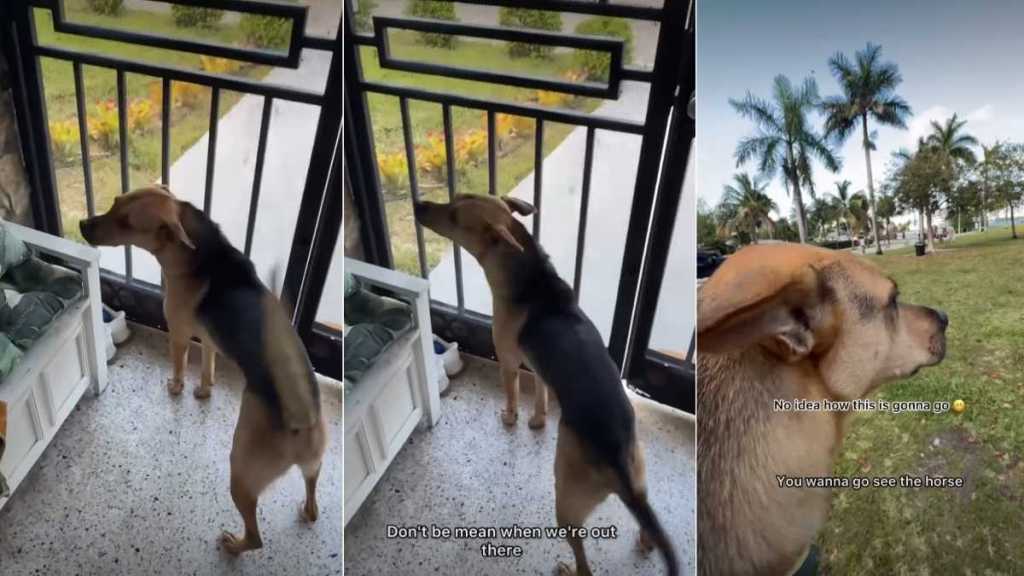 Rescue Dog's 'First Encounter With Horse' Is Unexpectedly Adorable