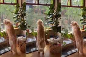 Golden Retriever Is a ‘Princess’ Looking Out of Window