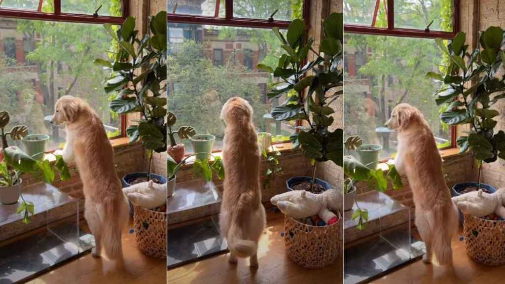 Golden Retriever Is a ‘Princess’ Looking Out of Window