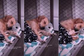 Dog’s Stretch & Tuck Move While Sleeping Is Internet’s New Happy Place
