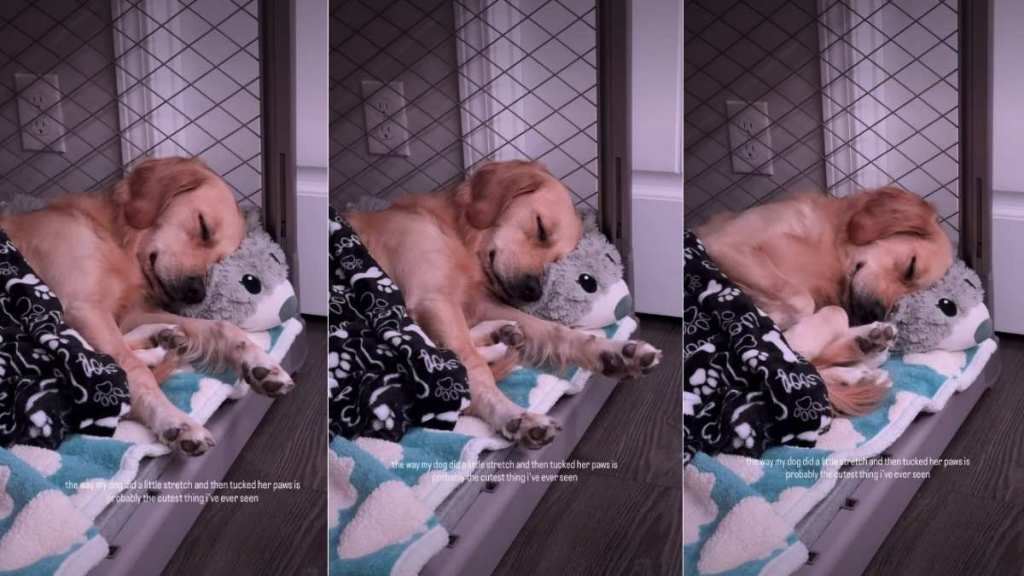 Dog’s Stretch & Tuck Move While Sleeping Is Internet’s New Happy Place