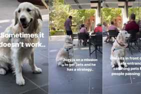 Golden Retriever Has Perfect ‘Strategy’ for Getting Pets From Strangers