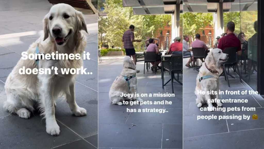 Golden Retriever Has Perfect ‘Strategy’ for Getting Pets From Strangers