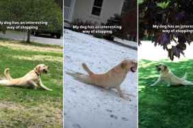 Owner Reveals Dog’s Strikingly Interesting Way of Stopping