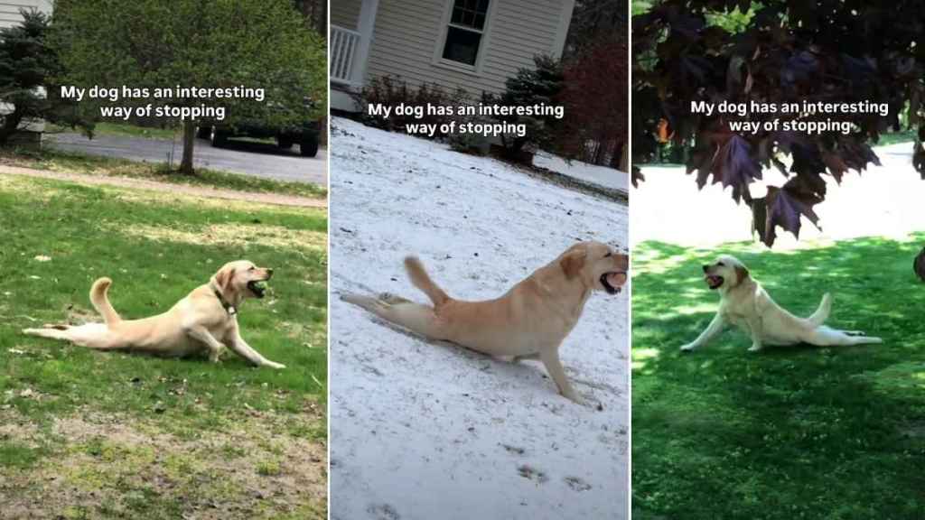 Owner Reveals Dog’s Strikingly Interesting Way of Stopping