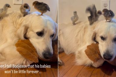 Golden Retriever Is ‘Hurt’ When He Learns His Babies Will Grow up One Day