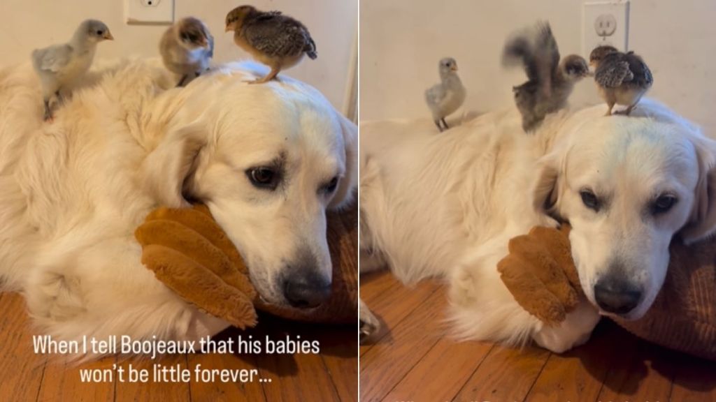 Golden Retriever Is ‘Hurt’ When He Learns His Babies Will Grow up One Day