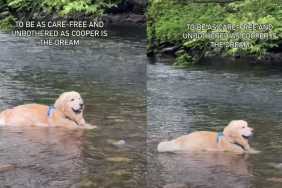 Dog Being 'Care-Free' While Relaxing in Water Is Life Goals
